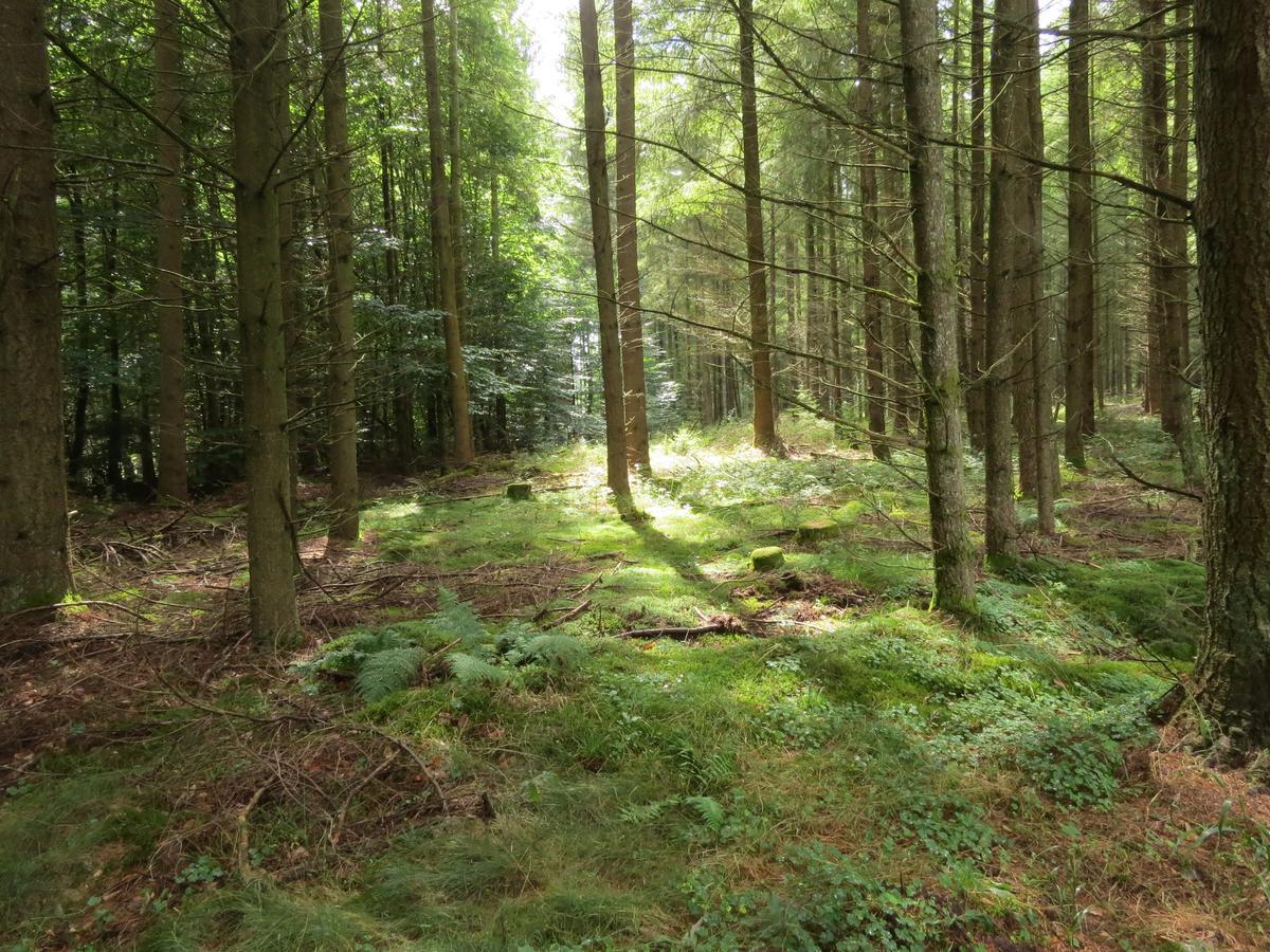 Blick Zum Maimont Hotel Ludwigswinkel Eksteriør billede